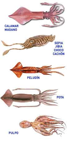 Ilustración de los diferentes cefalópodos utilizados para preparar rabas: calamar (o magano), sepia (también llamada jibia, choco o cachón), peludín, pota y pulpo.